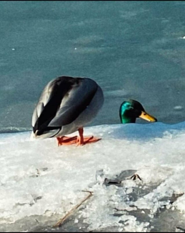 Подборка картинок. Вечерний выпуск - 21511.2025