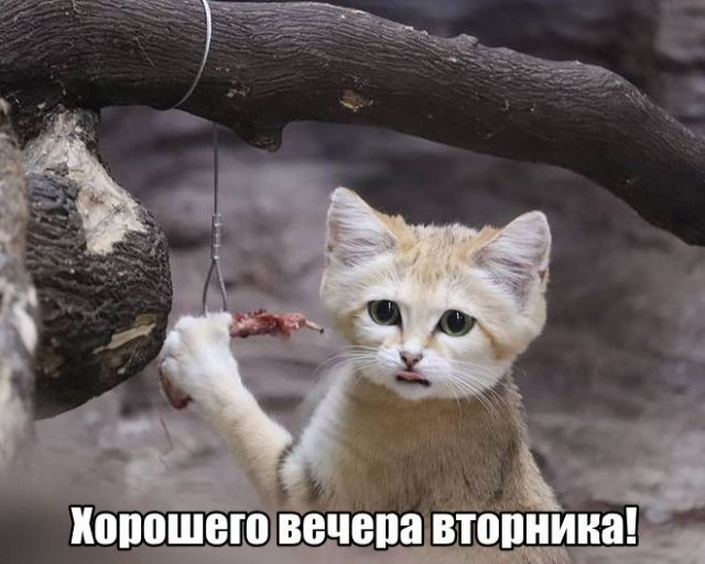 Трынделка - 25.11.2025