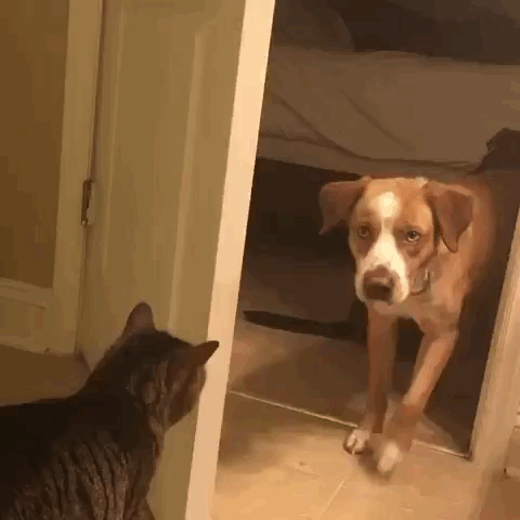 Подборка гифок -  25.11.2025