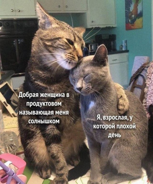 Лучшие шутки и мемы из Сети - 25.11.2025