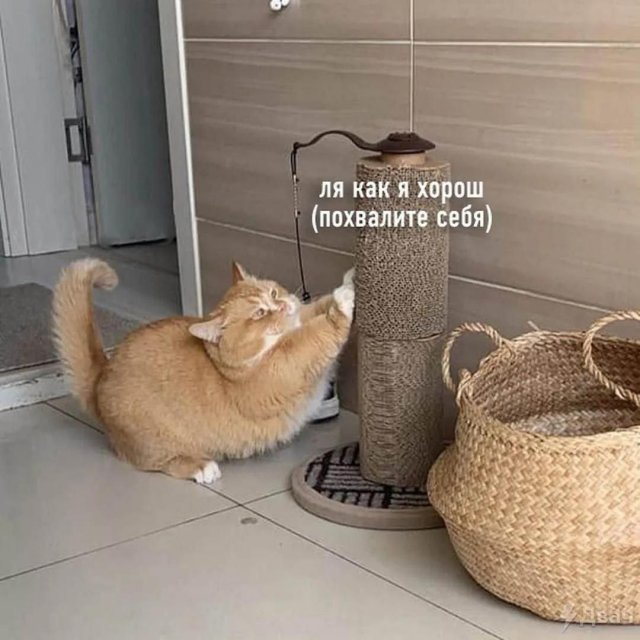 Смешные мемы - 26.11.2025