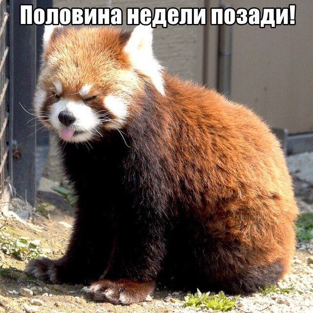 Трынделка - 26.11.2025