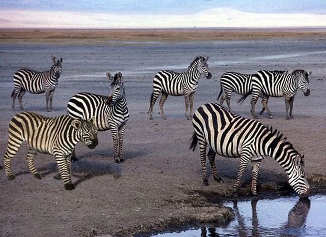 Подборка картинок. Вечерний выпуск - 26.11.2025