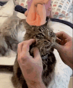 Подборка гифок -  26.11.2025