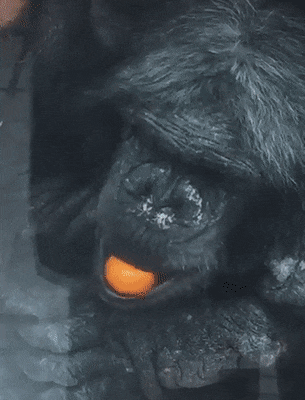 Подборка гифок -  26.11.2025