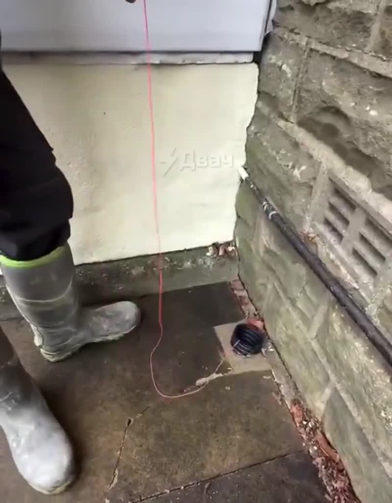 Любимое животное электриков