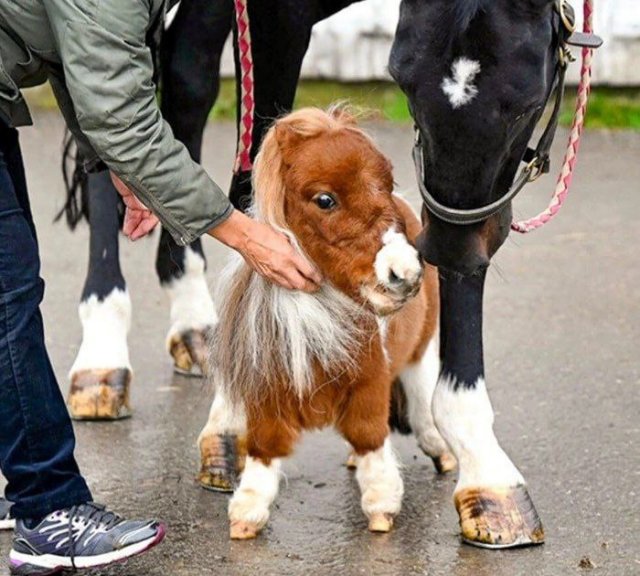Пумукель — самый маленький конь в мире, занесённый в Книгу рекордов Гиннесса