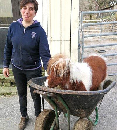 Пумукель — самый маленький конь в мире, занесённый в Книгу рекордов Гиннесса