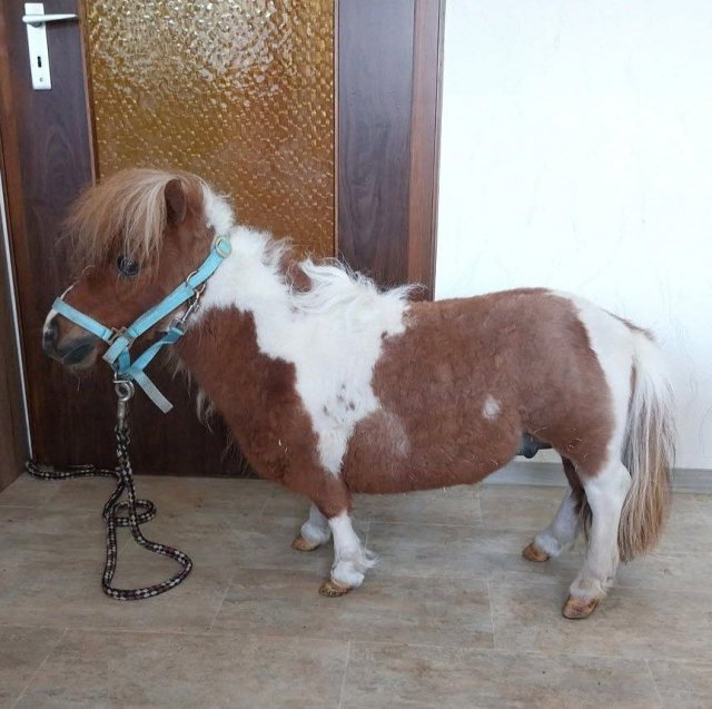 Пумукель — самый маленький конь в мире, занесённый в Книгу рекордов Гиннесса