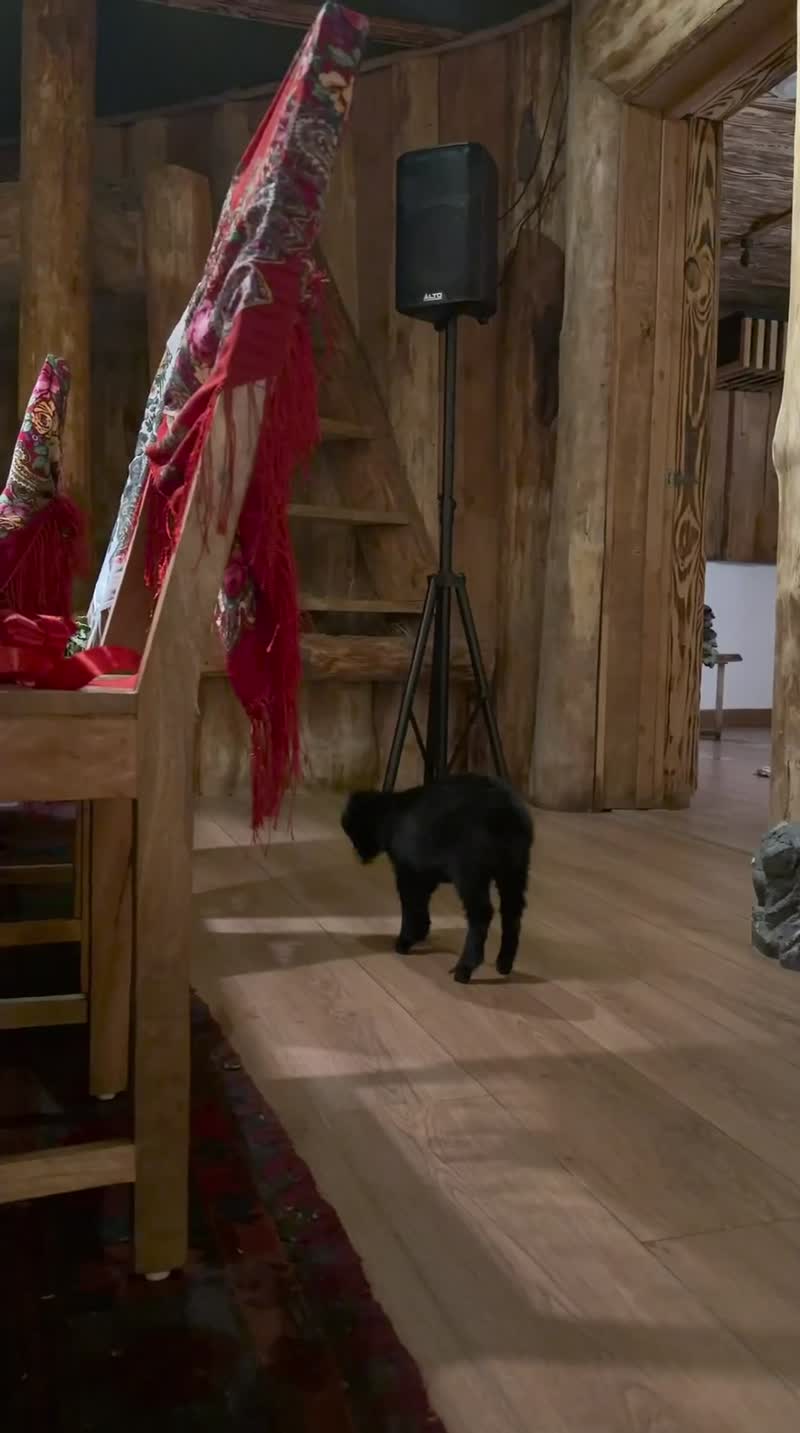 Необычное домашнее животное