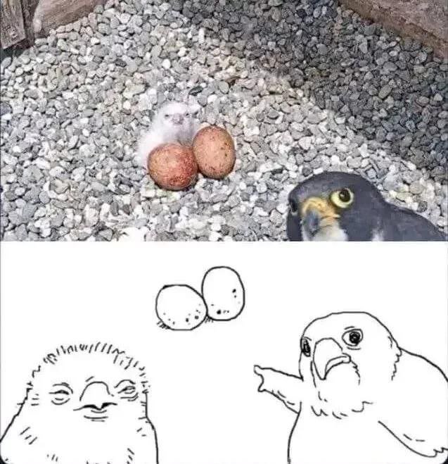 Лучшие шутки и мемы из Сети - 28.11.2025