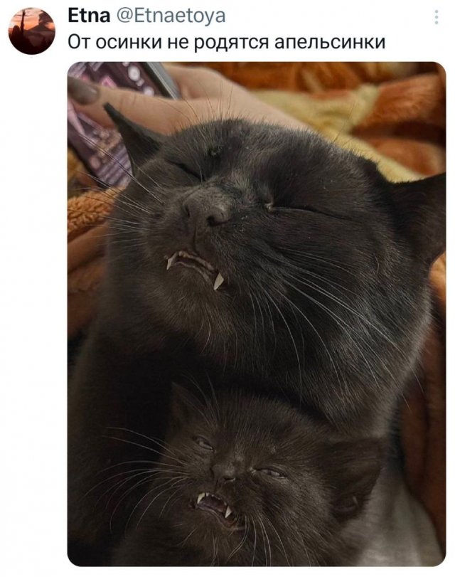 Лучшие шутки и мемы из Сети - 28.11.2025