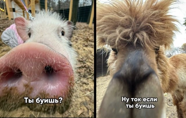 Лучшие шутки и мемы из Сети - 28.11.2025