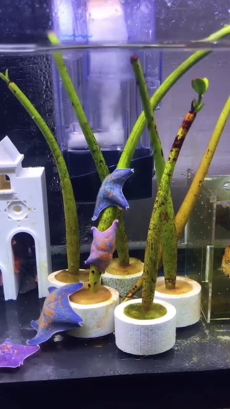 Танцы морских звезд