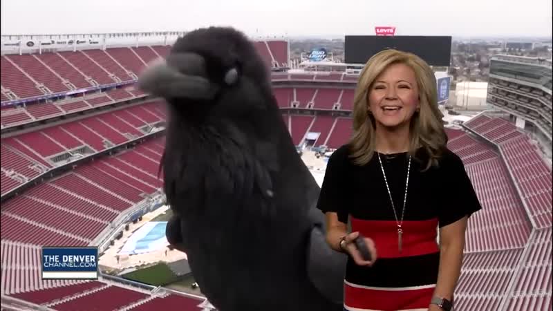 Птица попала в прогноз погоды