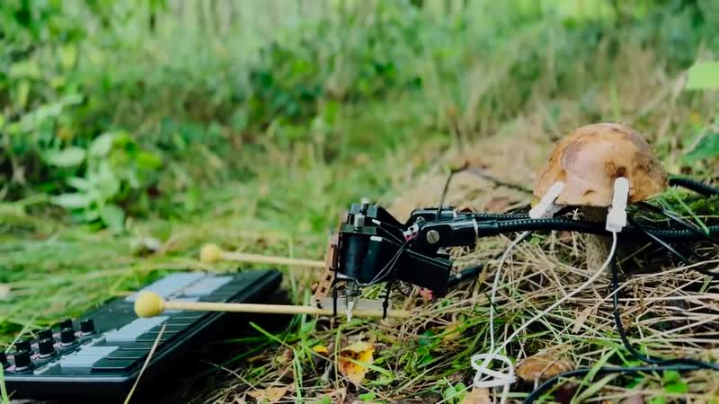 Гриб играет на пианино