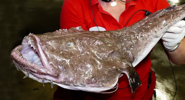 Жуткие обитатели морской бездны.