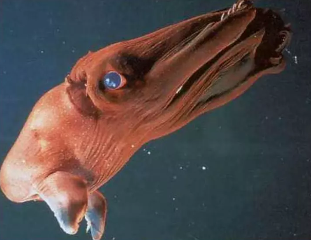 Жуткие обитатели морской бездны.