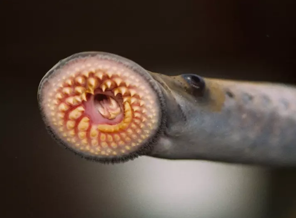 Жуткие обитатели морской бездны.