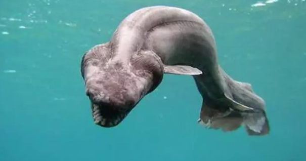 Жуткие обитатели морской бездны.