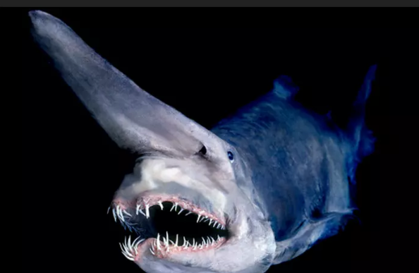 Жуткие обитатели морской бездны.