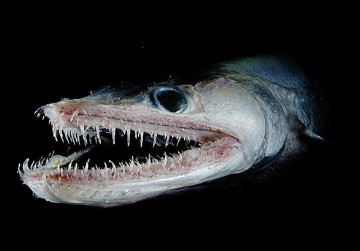 Жуткие обитатели морской бездны.