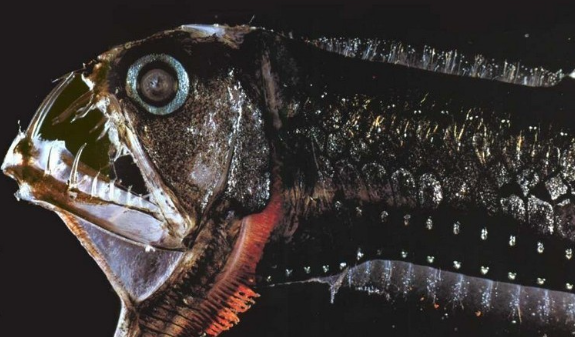 Жуткие обитатели морской бездны.