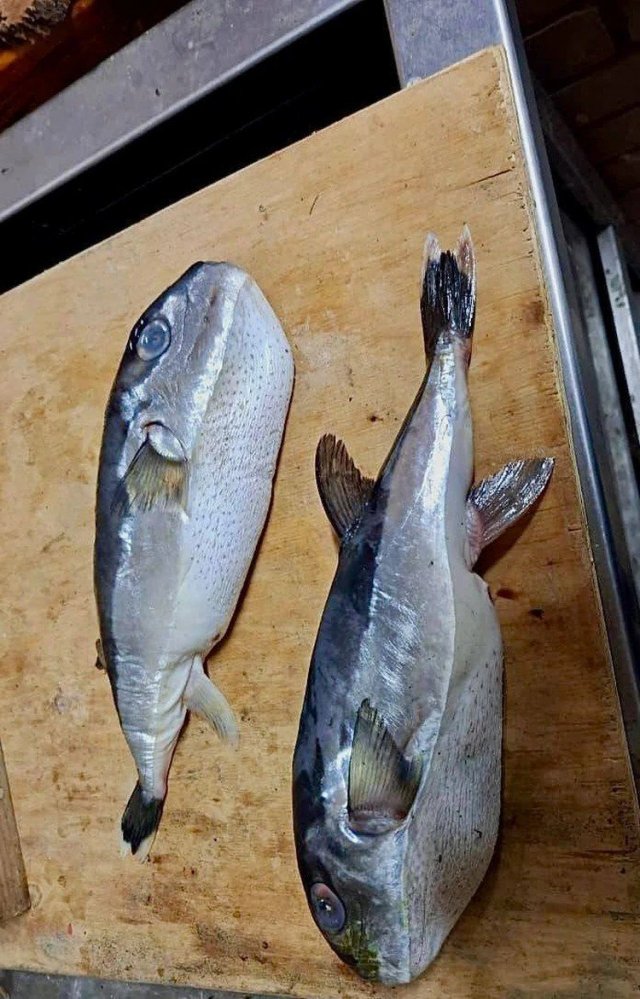 Россиянину продали смертельно ядовитую рыбу вместо скумбрии
