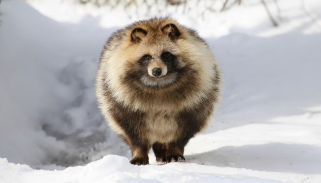 Милота дня: енотовидная собака — лучший друг человека