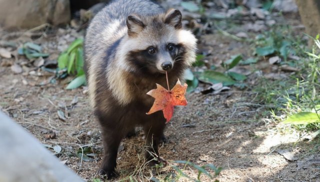 Милота дня: енотовидная собака — лучший друг человека