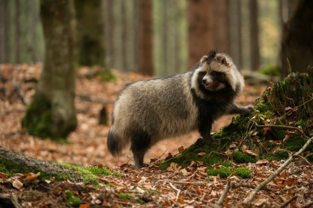 Милота дня: енотовидная собака — лучший друг человека