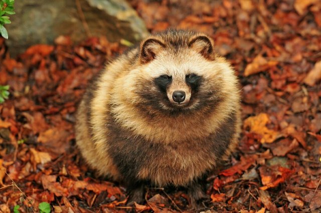 Милота дня: енотовидная собака — лучший друг человека