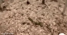 Подборка гифок -  02.12.2025