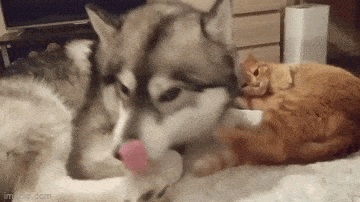 Подборка гифок -  02.12.2025