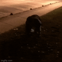 Подборка гифок -  02.12.2025