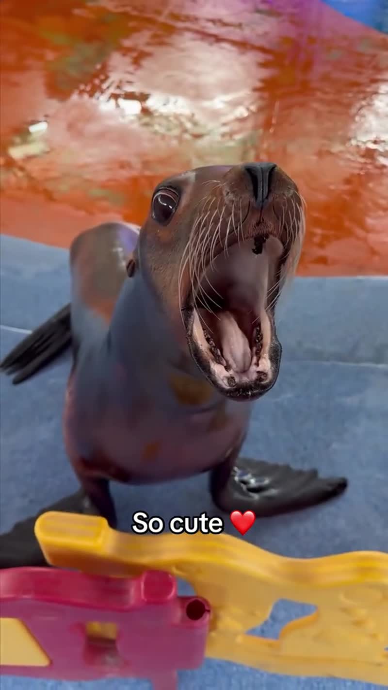 Невоспитанный морской лев.