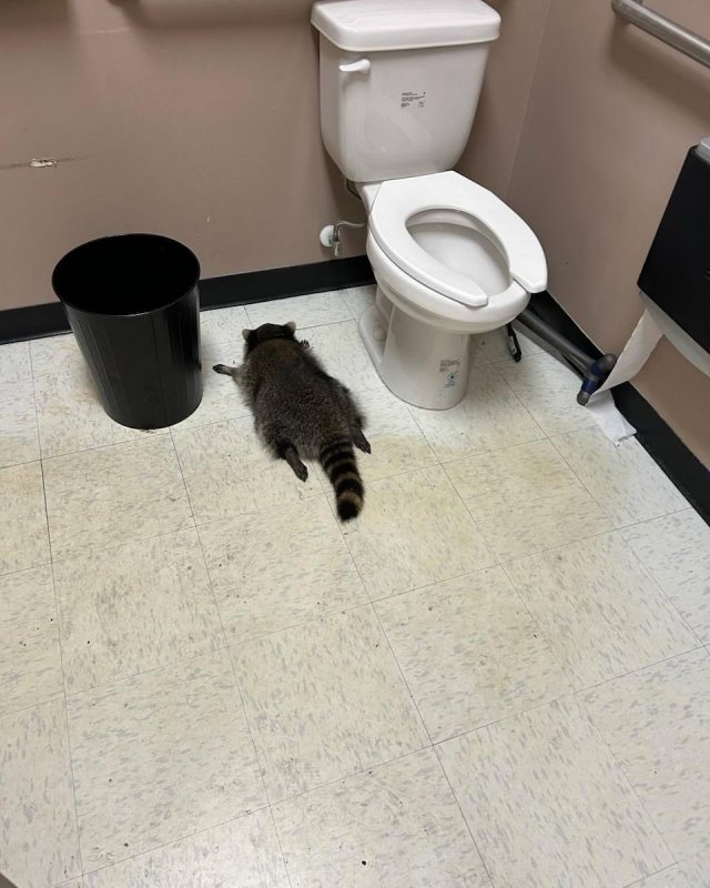 В США енот устроил пьяный дебош в магазине В США енот устроил пьяный дебош в магазине