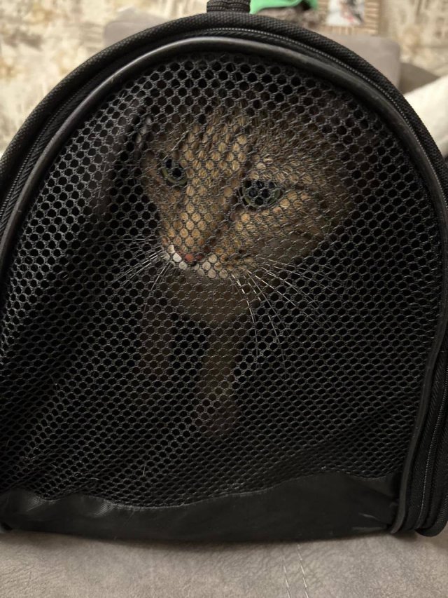 Добрая история про потерянного кота, который проехал всю Россию Добрая история про потерянного кота, который проехал всю Россию