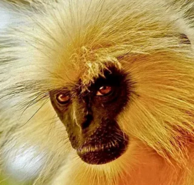 Одна из самых редких обезьян в мире.