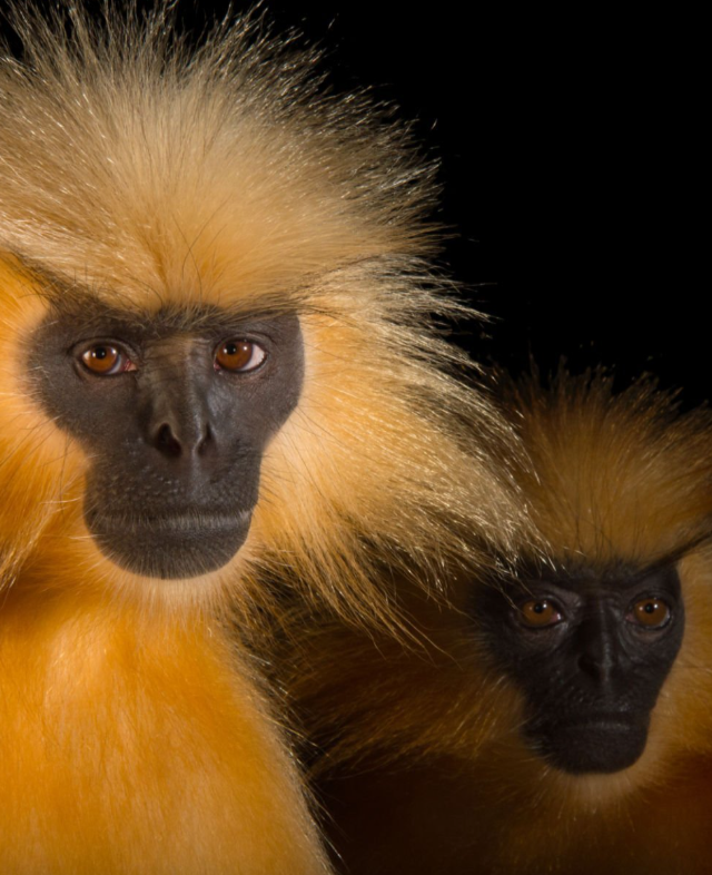 Одна из самых редких обезьян в мире.