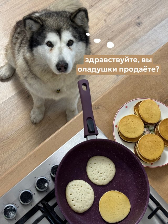 Мем с &quot;показываем рыбов&quot; в исполнении хаски