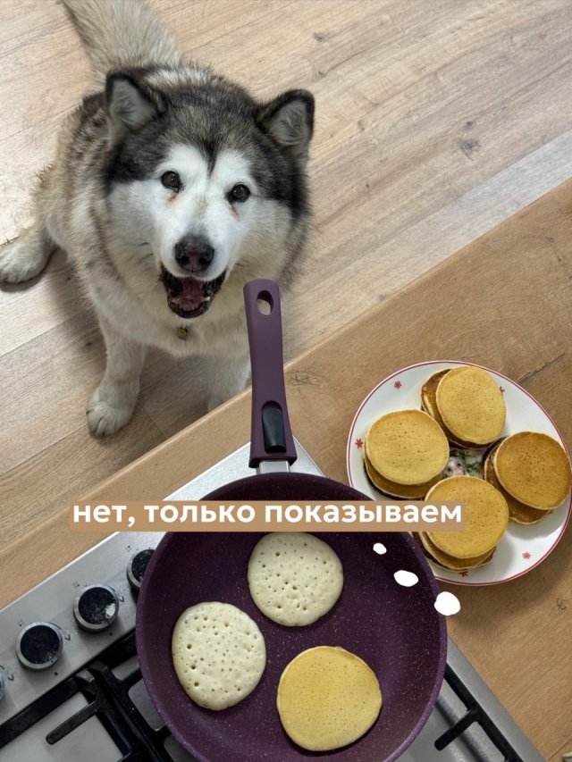 Мем с &quot;показываем рыбов&quot; в исполнении хаски