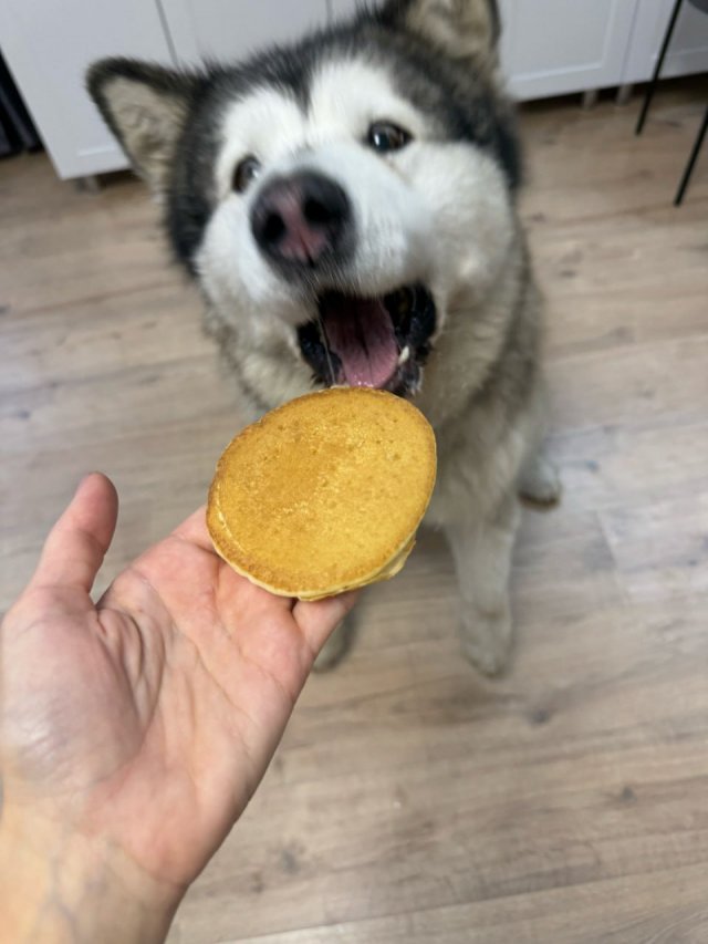 Мем с &quot;показываем рыбов&quot; в исполнении хаски