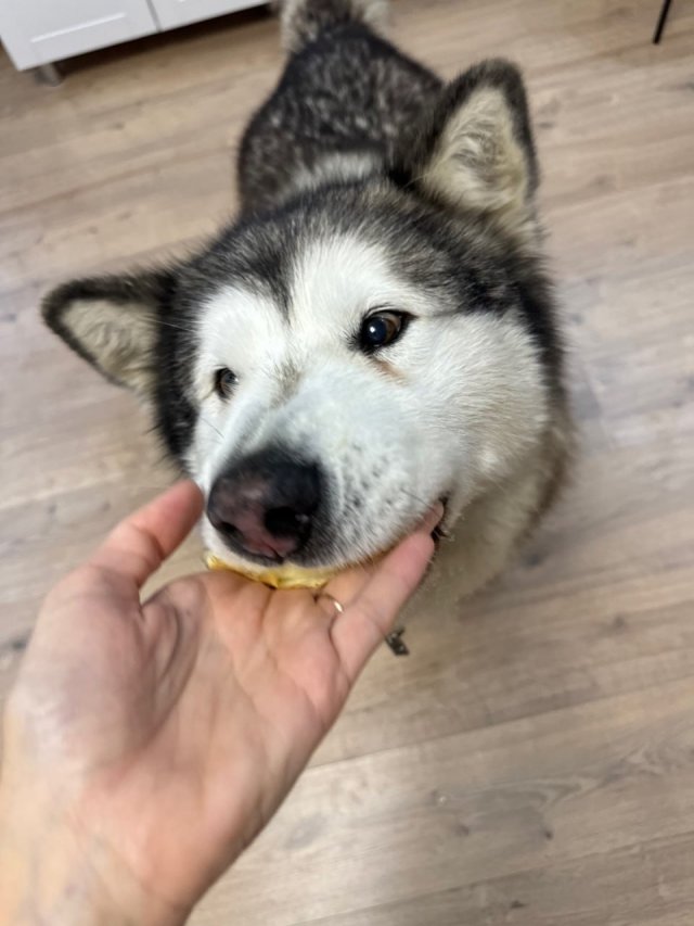 Мем с &quot;показываем рыбов&quot; в исполнении хаски