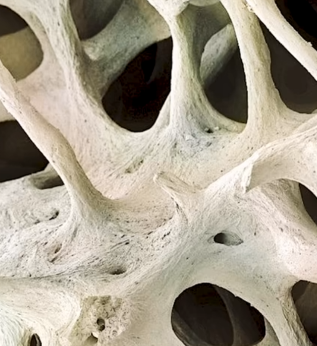 Человеческая кость