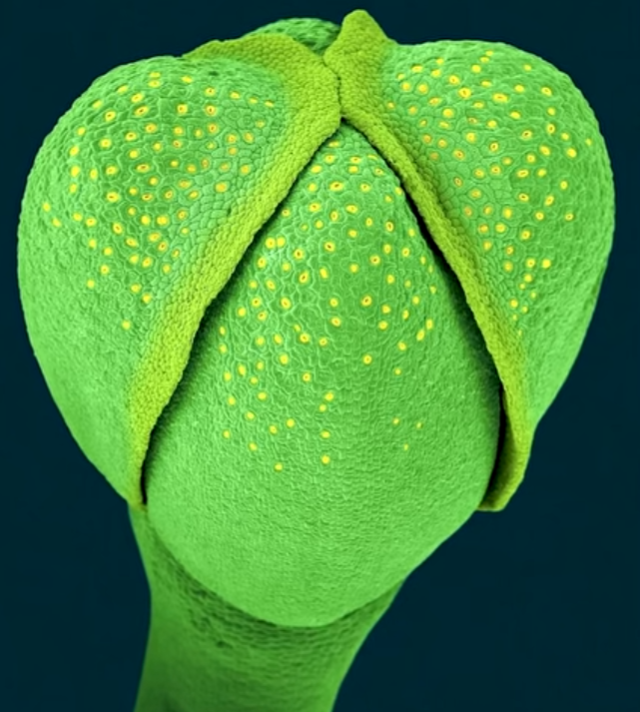 Мир глазами амебы