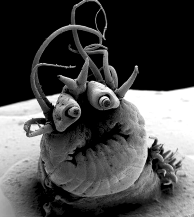 Глубоководный червь