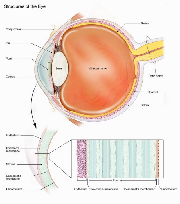 Слепому впервые в истории вернули зрение Слепому впервые в истории вернули зрение