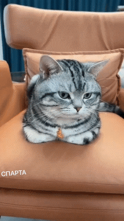 Подборка гифок -  04.12.2025