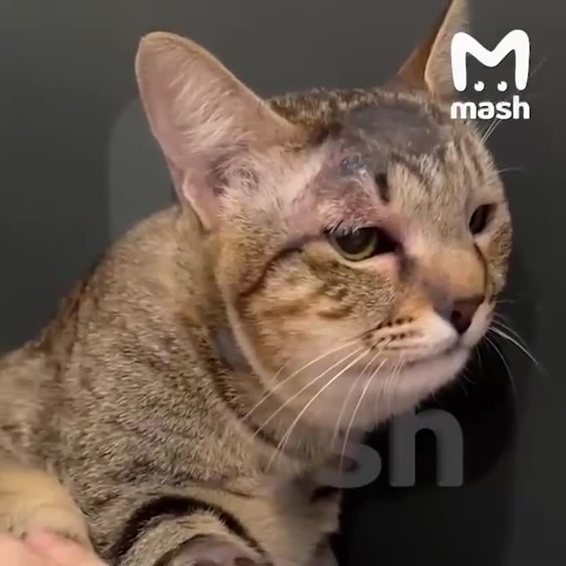 Кошка спасла российских туристов от змеи